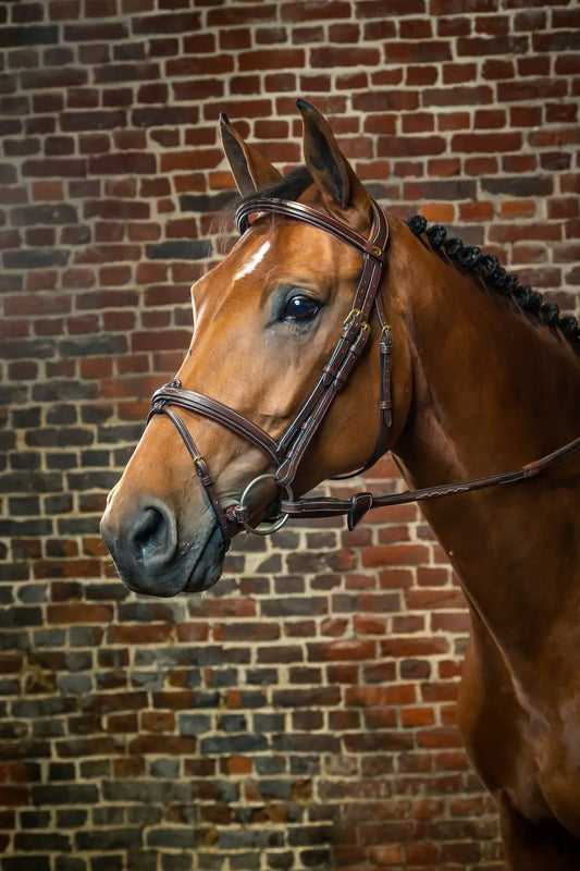 Flash Noseband Bridle | D COLLECTION
