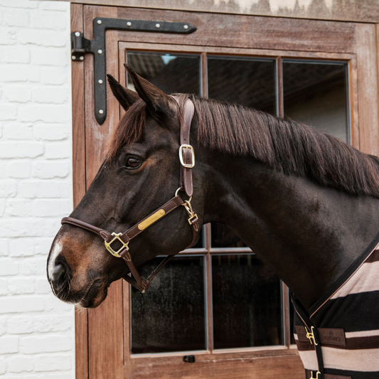 Anatomic Leather Halter