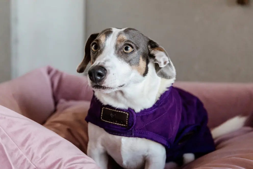 NEW! Dog Coat Original | Royal Purple