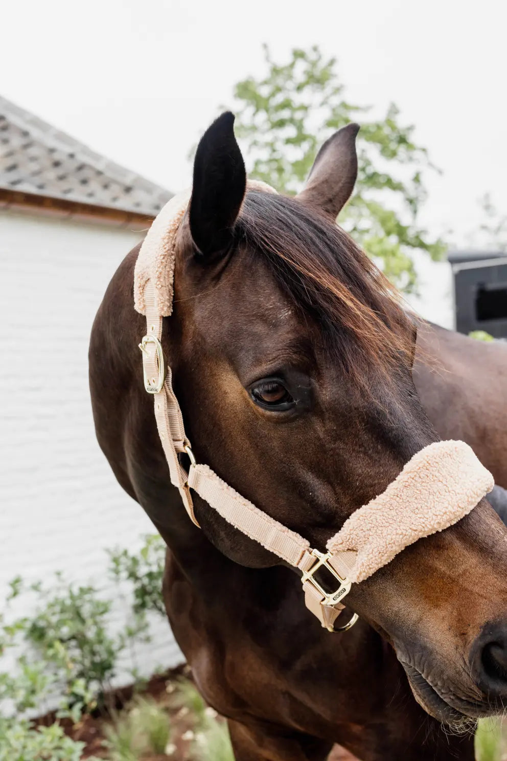 Teddy Fleece Halter | Beige