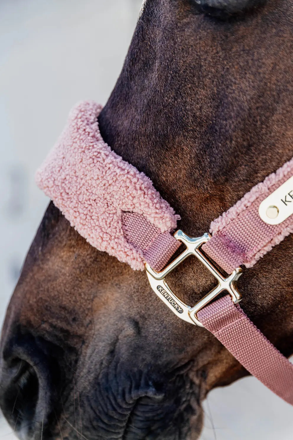 Licol Teddy | Vieux Rose