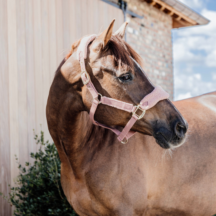 Licol Teddy | Vieux Rose