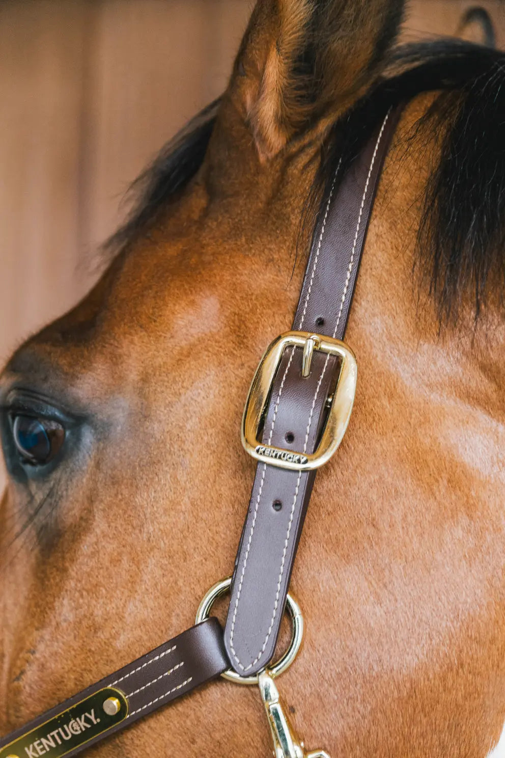 NEW! Leather Halter Wellington