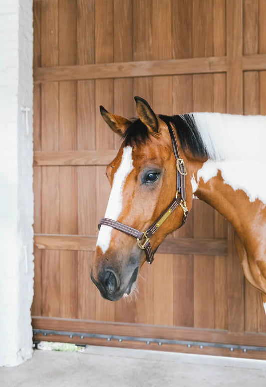 NEW! Leather Halter Wellington