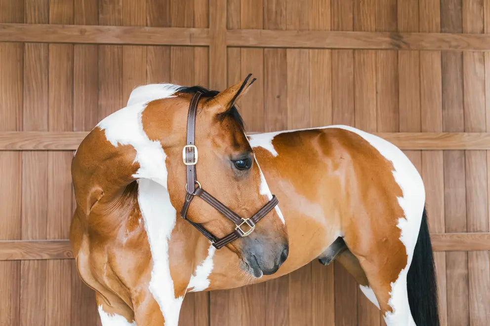 NEW! Leather Halter Wellington