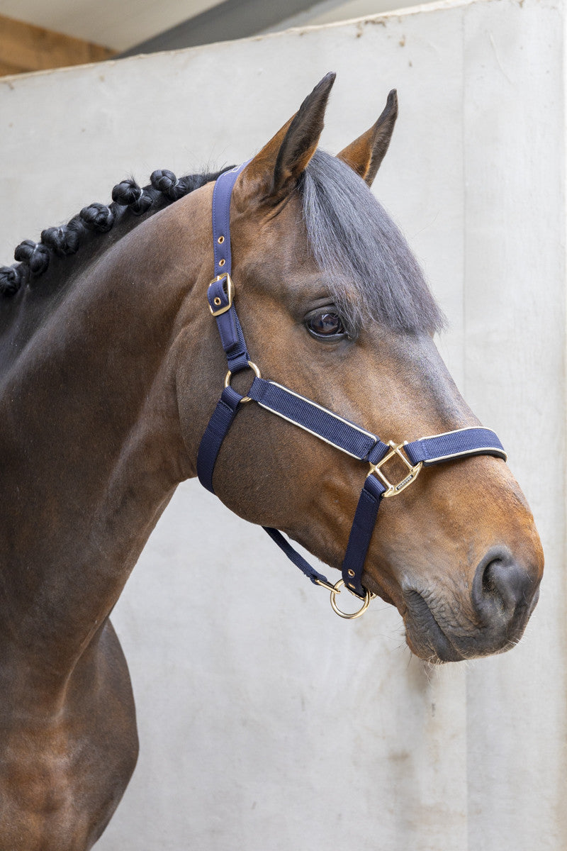 HANSY - Halter & Lead