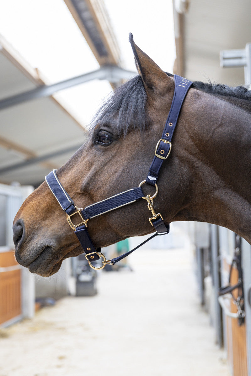 HANSY - Halter & Lead