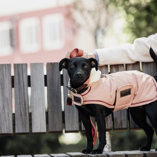 Dog Coat Waterproof 160g | Corail