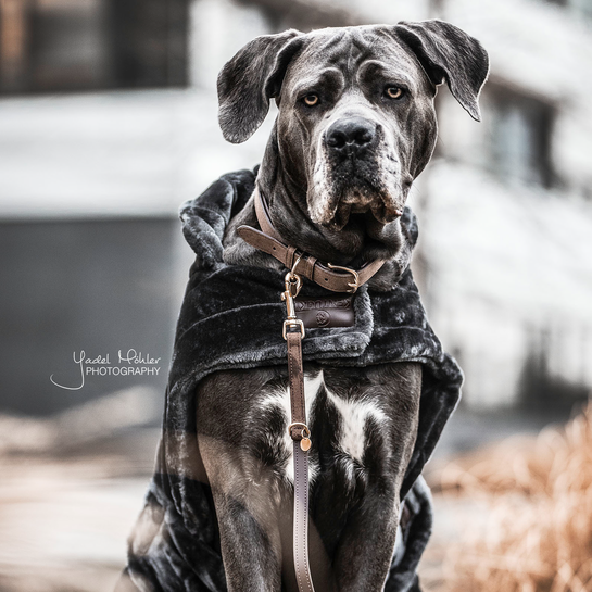 Dog lead Velvet leather