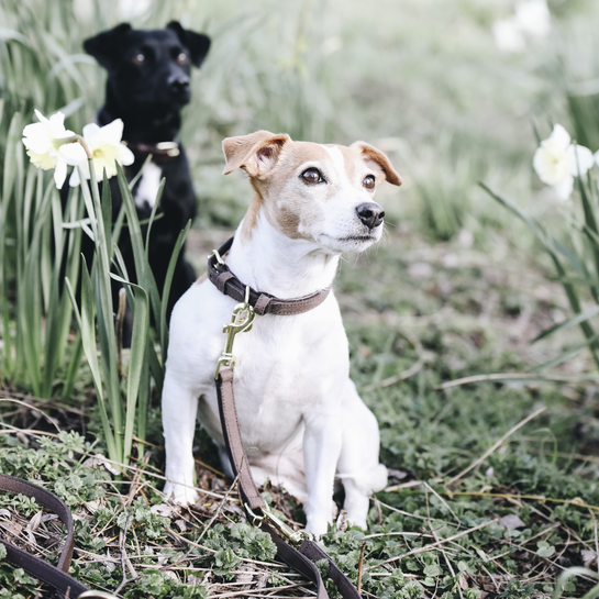 Dog lead Velvet leather