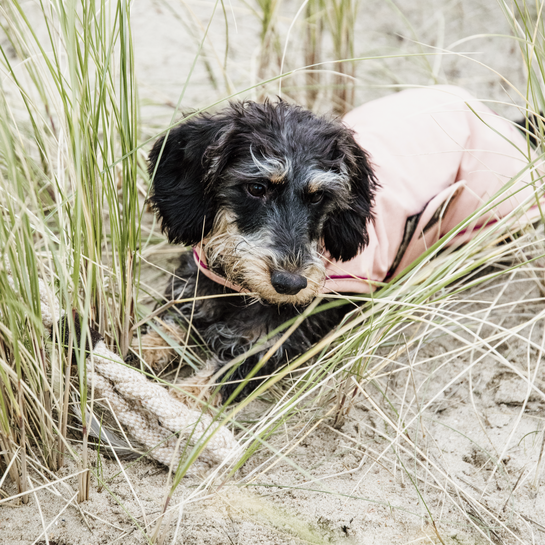Dog Coat Waterproof 160g | Corail