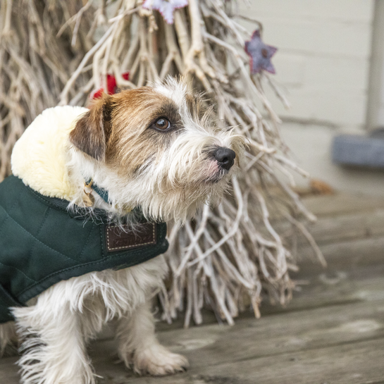 Dog Coat Original | Dark Green