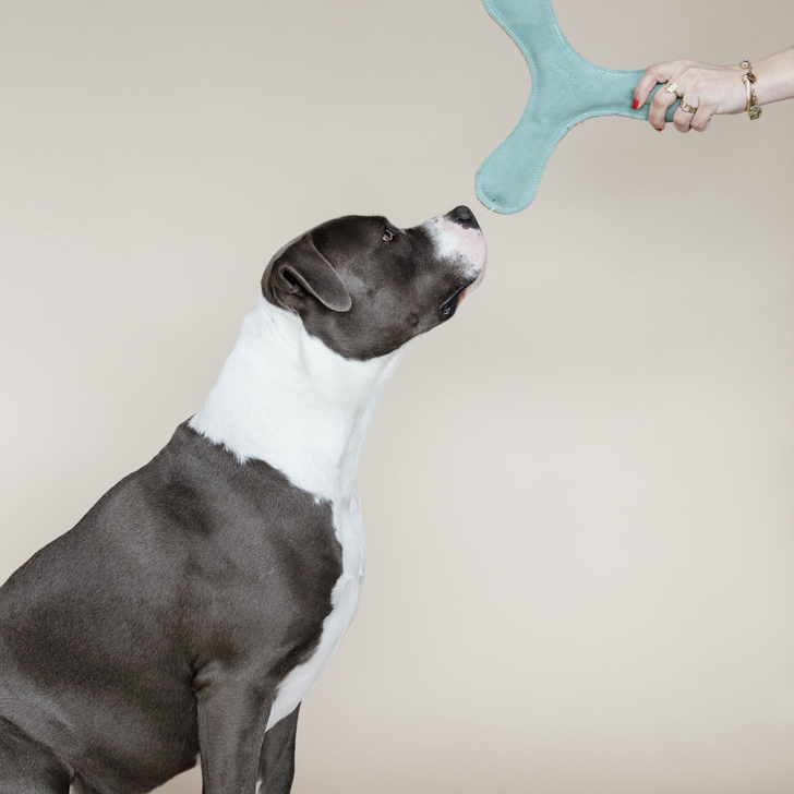 Pastel Boomerang Dog Toy | Emerald