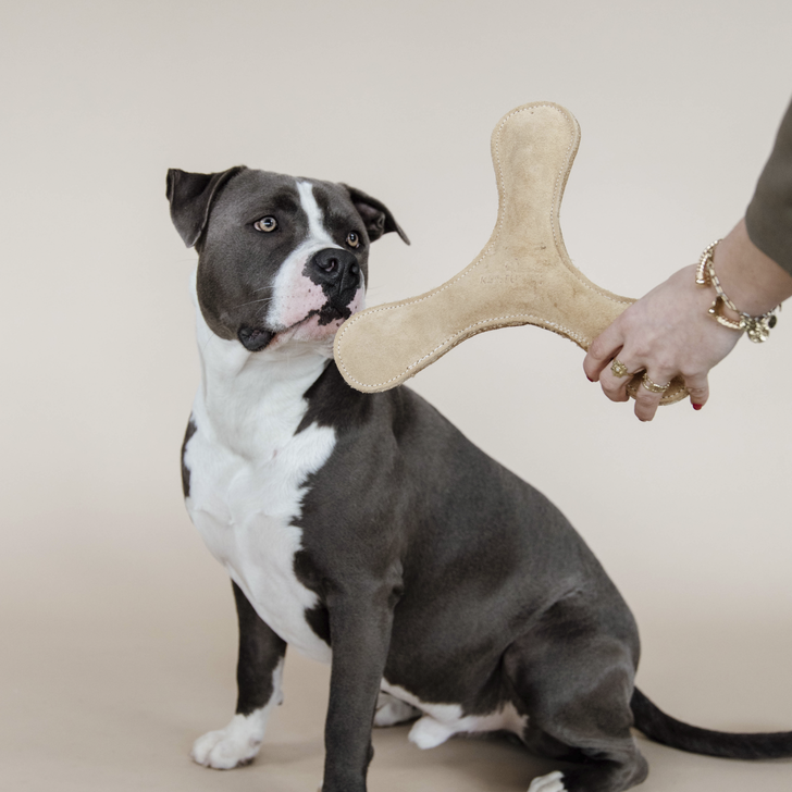 Dog boomerang on sale