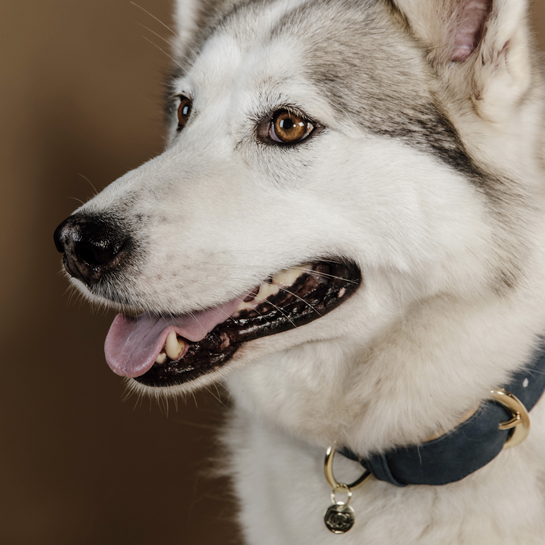 Collier pour chien en cuir vegan souple | Bleu