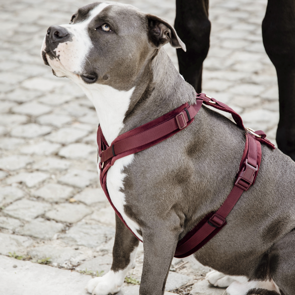 Dog Harness Active Velvet | Bordeaux