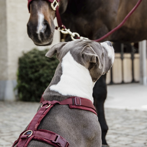 Dog Harness Active Velvet | Bordeaux