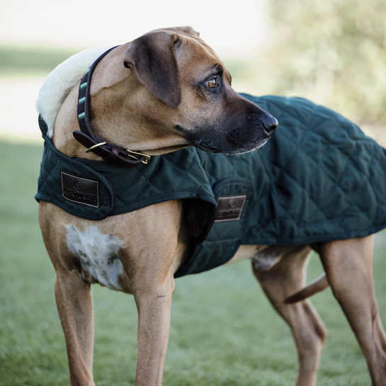 Dog coat with hood hotsell