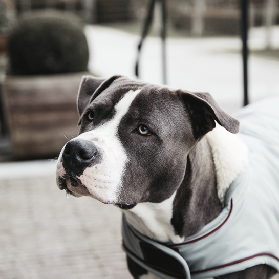 Dog Coat Waterproof 160g | Dusty Blue