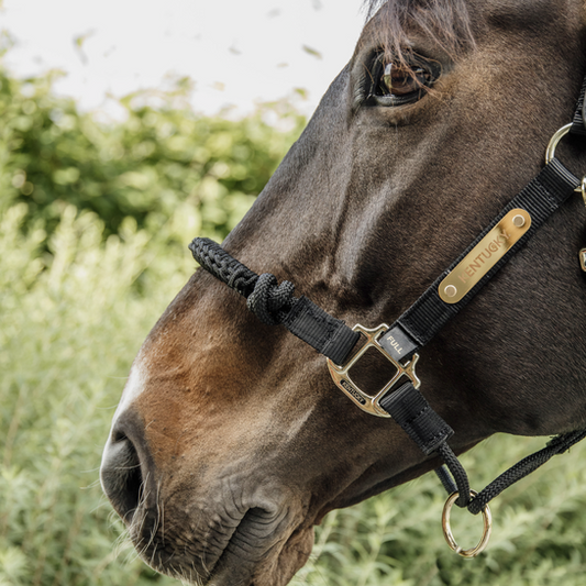 Control Halter