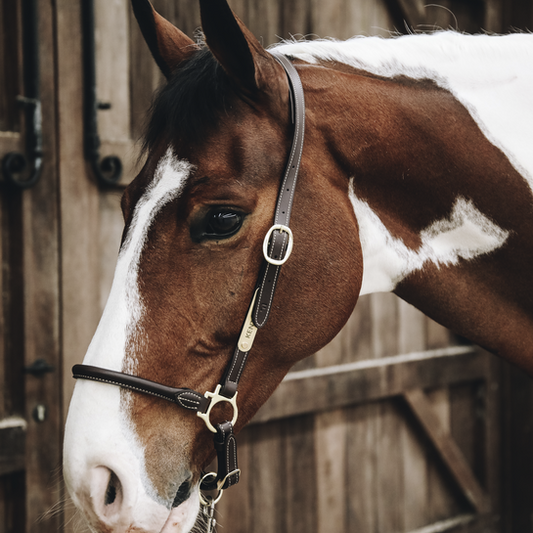 Leather Grooming Halter