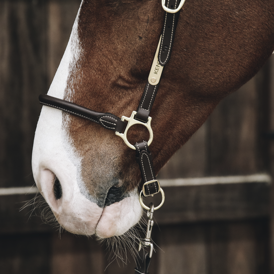 Leather Grooming Halter