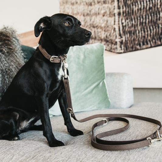 Dog lead Velvet leather