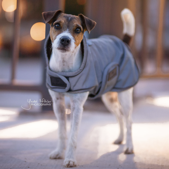 Dog Coat Reflective + Water Repellent | Dusty Blue