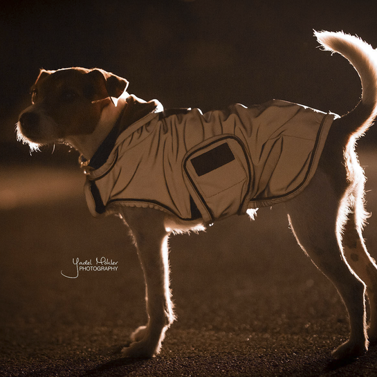 Dog Coat Reflective + Water Repellent | Dusty Blue