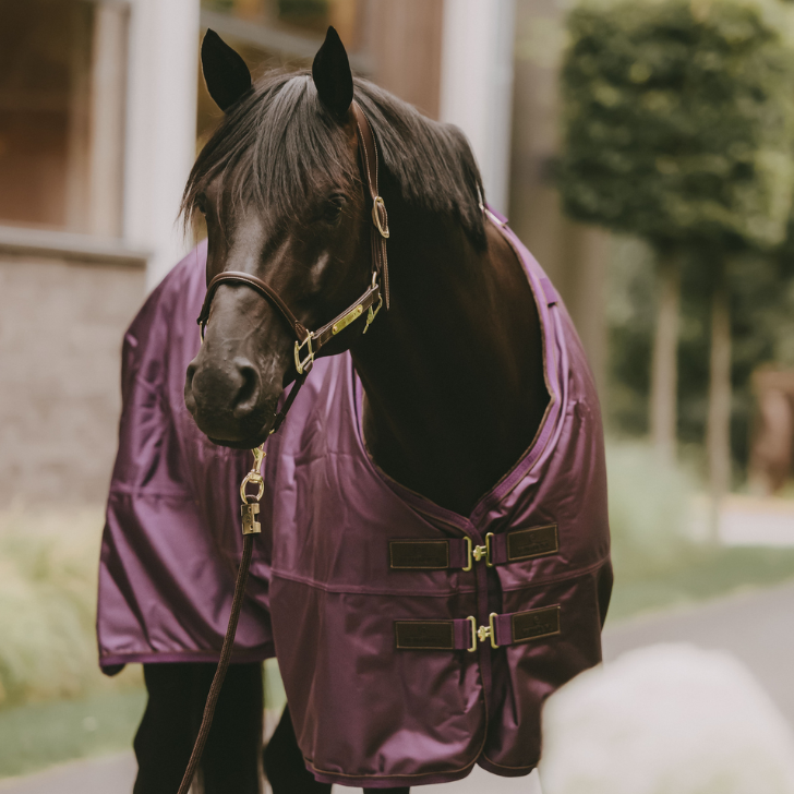 Turnout Rug All Weather Waterproof Pro 160g | Royal Purple