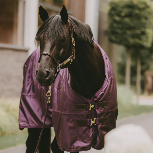 Turnout Rug All Weather Waterproof Pro 160g | Royal Purple