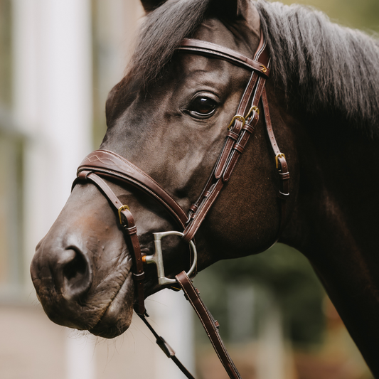 Anatomic Flash Noseband Bridle | D COLLECTION