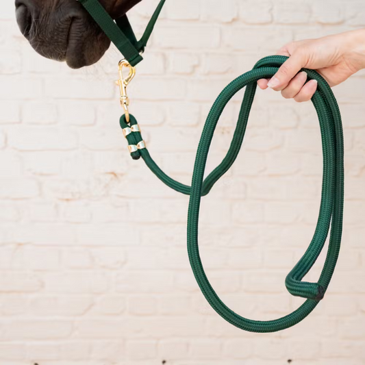 Laisse Basics | + Couleurs