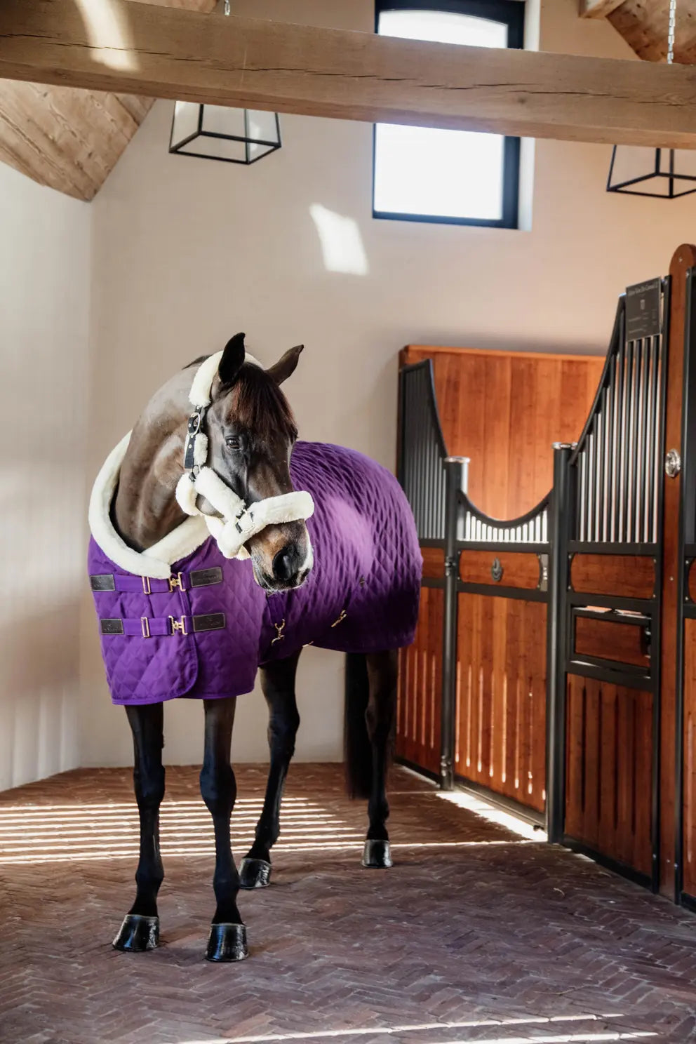 NEW! Show Rug 160g | Royal Purple