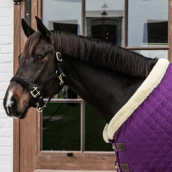 NEW! Show Rug 160g | Royal Purple