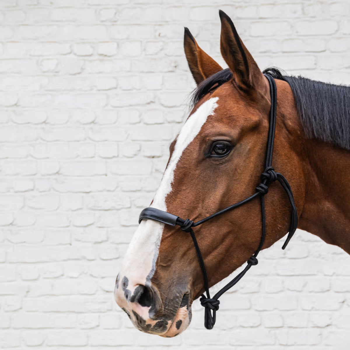 ROPE Halter