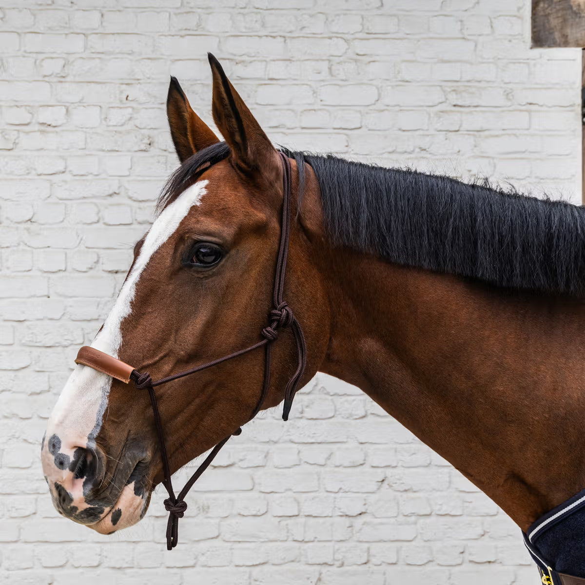 ROPE Halter
