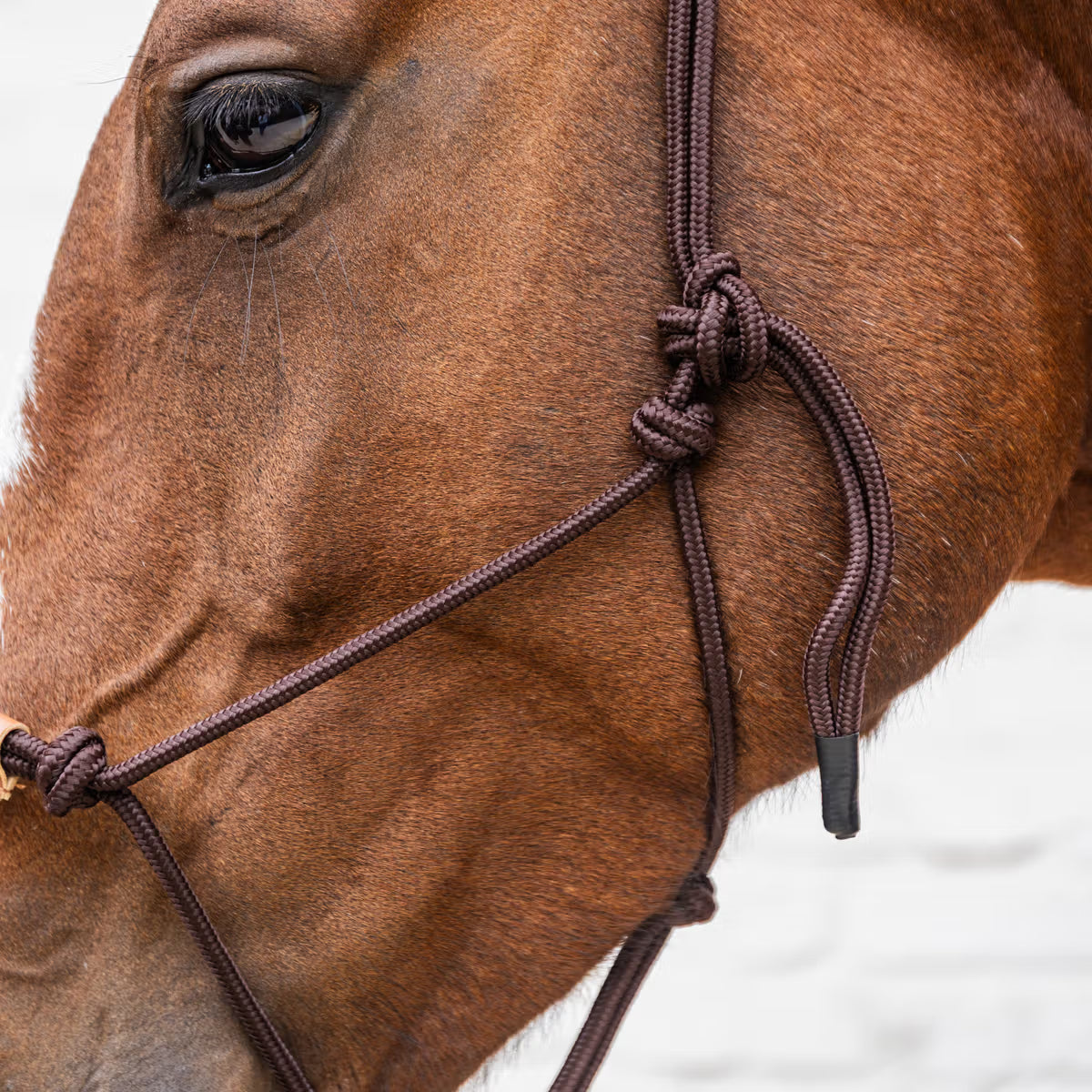 ROPE Halter