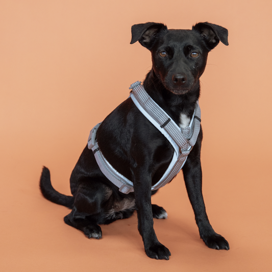 Harnais pour chien Active Reflective