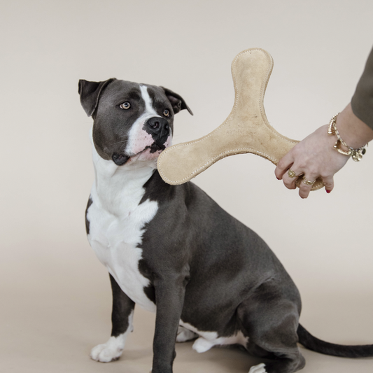 Pastel Boomerang Dog Toy | Beige