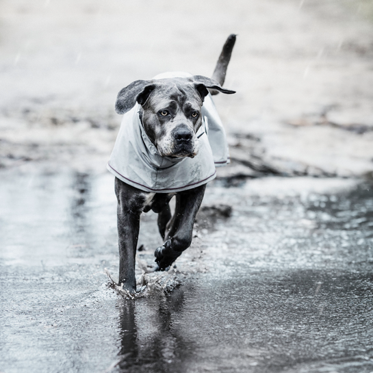 Dog Raincoat | Dusty Blue