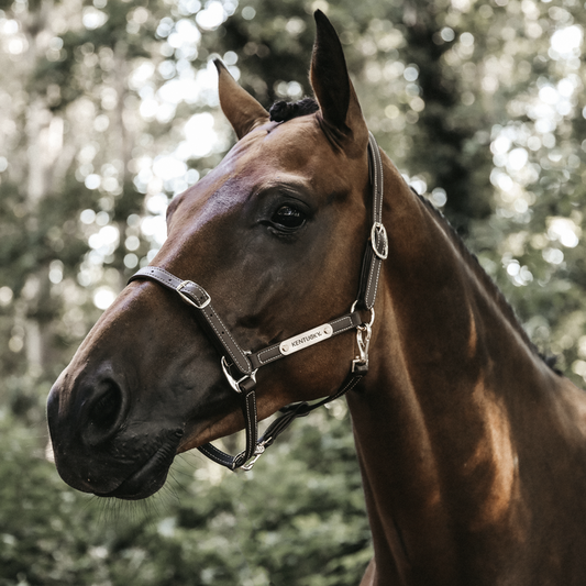 Flexible Leather Halter