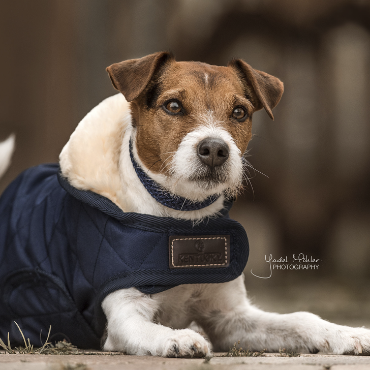 Dog Coat Original | Navy
