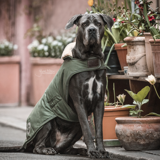 Dog Coat Waterproof 300g | Olive Green